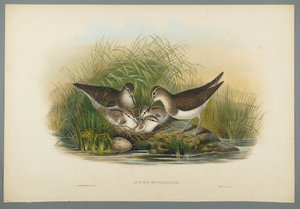 Actitis Hypoleucos - Chevalier guignette