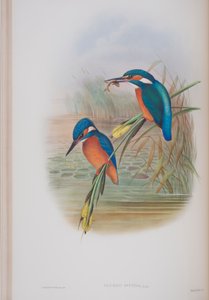 Alcedo Ispida, planche tirée de The Birds of Great Britain par John Gould, publié 1862-73