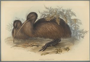Apteryx Australis - John Gould