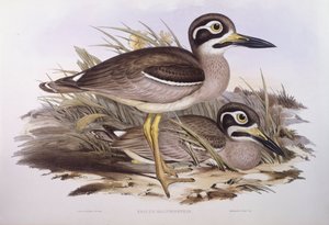 Œdicnème bridé (Esacus magnirostris ou Burhinus giganteus), Gravure de John Gould
