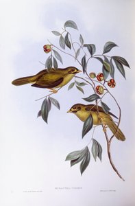 Manorine à sourcils noirs (Manorina melanophrys), Gravure de John Gould - John Gould