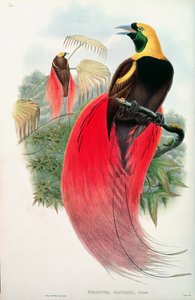 Oiseau de paradis, gravé par T. Walter