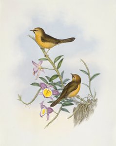 Timalie à menton noir (Stachyris pyrrhops), Gravure de John Gould