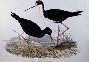Échasse noire (Himantopus novaezelandiae), gravure de Birds of Australia