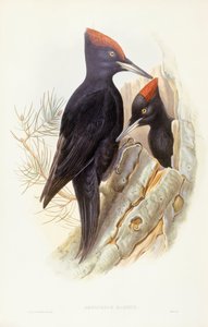 Pic noir (Dryocopus martius), gravure par John Gould