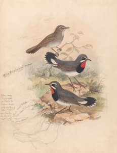 Calliope Tschebaiewi, Prjev. - John Gould