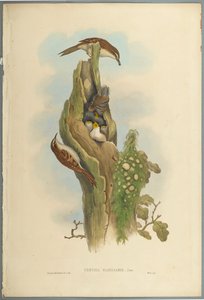 Certhia Familiaris - Grimpereau des jardins