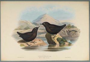 Cinclus Pallasi : Cincle de Pallas