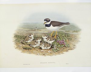 Pluvier grand-gravelot (Charadrius hiaticula), illustration