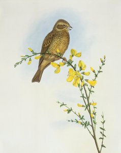 Bruant proyer (Miliaria ou Emberiza calandra), Gravure de John Gould - John Gould