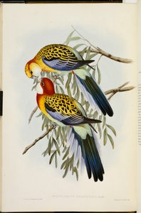 Rosella orientale, de "Les Oiseaux d
