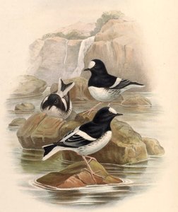 Enicurus scouleri - John Gould
