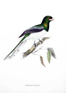 Trogon géant, oiseau d