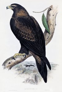 Aigle royal (Aquila chrysaetos), lithographie de Birds of Australia and Great Britain par John Gould (1804-1881), Royaume-Uni