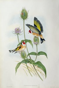 Chardonneret élégant (Carduelis Elegans)