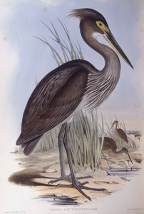 Héron à gros bec (Ardea sumatrana), gravure par John Gould