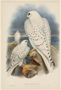  - John Gould
