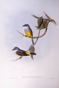 Rouge-gorge à poitrine grise (Eopsaltria griseogularis), gravure par John Gould