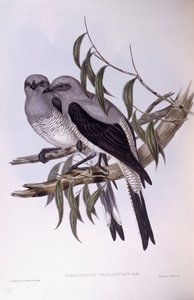 Échenilleur terrestre (Coracina maxima), gravure de John Gould - John Gould