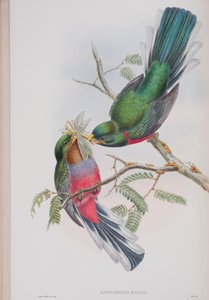 Hapaloderma Narina, planche de Les Oiseaux de Grande-Bretagne de John Gould, publié 1862-73