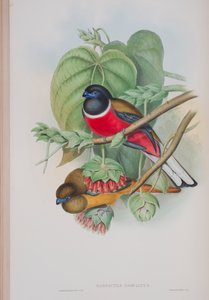Harpactes Fasciatus, planche de Les Oiseaux de Grande-Bretagne de John Gould, publié 1862-73