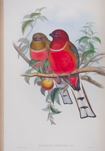 Harpactes Hodgsoni, planche de Les Oiseaux de Grande-Bretagne de John Gould, publié 1862-73