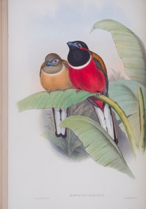 Harpactes Kasumba, planche de Les Oiseaux de Grande-Bretagne de John Gould, publié 1862-73