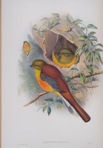Harpactes Oreskios, planche de Les Oiseaux de Grande-Bretagne de John Gould, publié 1862-73