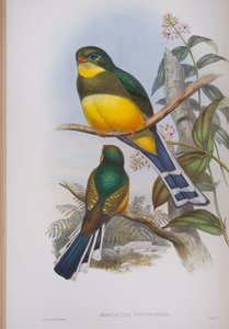 Harpactes Reinwardti, planche de Les Oiseaux de Grande-Bretagne de John Gould, publié 1862-73