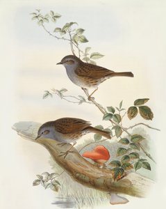 Accenteur mouchet (Prunella modularis), gravure par John Gould