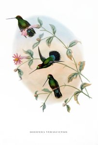 Colibri - Lance-bec de Veragua, oiseaux du Costa Rica, gravure du livre de John Gould (1804-1881) "Oiseaux tropicaux"