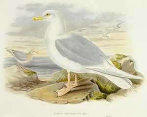Goéland bourgmestre (Larus glaucoides), gravure par John Gould