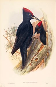 Illustration de "Les Oiseaux de Grande-Bretagne" de John Gould représentant un couple de Pics noirs (Dryocopus martius)