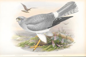 Illustration de Circus Cyaneus (Busard Saint-Martin) - John Gould
