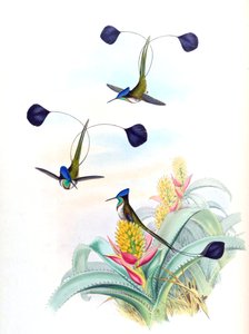 Illustration de Loddigesia mirabilis (colibri) sur Aechmea mertensii (comme syn. A. mucroniflora) (broméliacée)