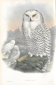 Illustration de Nyctea Nivea (Harfang des neiges)