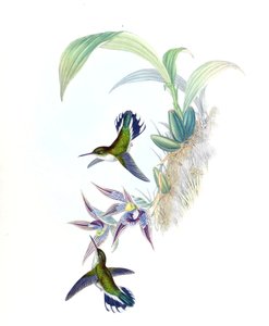 Illustration de Phlogophilus hemileucurus sur Paphinia cristata (orchidée) - John Gould