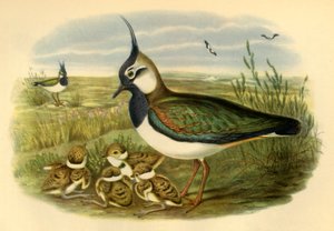 Vanneau et ses petits, 1865, 1942