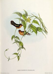 Leucippus Fallax - John Gould