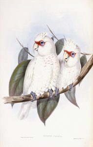 Cacatoès à long bec - John Gould