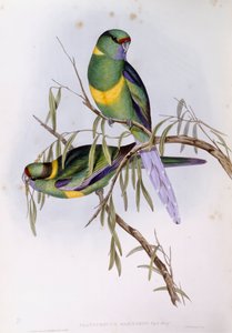 Perruche de Barnard (Platycercus ou Barnardius barnardi), gravure par John Gould