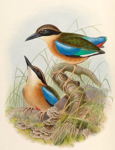Pitta des mangroves (Pitta à ailes bleues) Pitta megarhyncha Schlegel