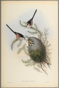 Mecistura Caudata - Mésange à longue queue - John Gould