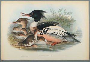 Mergus Serrator : Harle huppé - John Gould