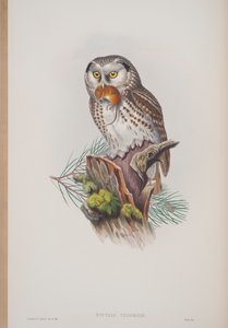 Nyctale Tengmalmi, planche tirée de The Birds of Great Britain par John Gould, publié 1862-73