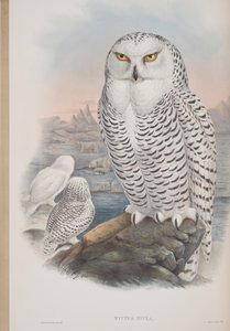 Nyctea Nivea, planche tirée de The Birds of Great Britain par John Gould, publié 1862-73