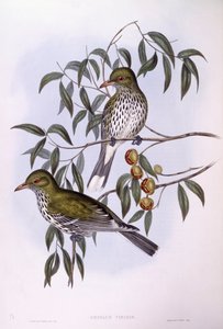 Loriot à dos olive (Oriolus sagittatus), gravure par John Gould