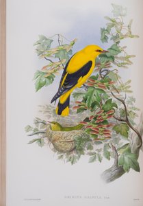 Oriolus Galbula, planche de The Birds of Great Britain de John Gould, publié 1862-73