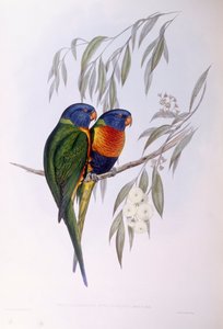Loriquet orné (Trichoglossus ornatus), gravure par John Gould - John Gould