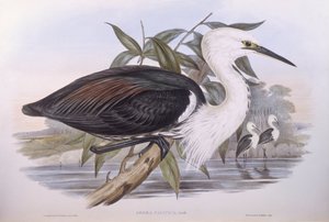 Héron du Pacifique (Ardea pacifica), gravure par John Gould